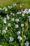 Water hyacinth